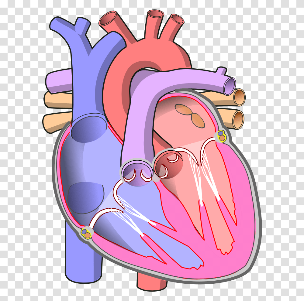 Human Heart Without Labels, Stomach, Mouth, Lip, Throat Transparent Png