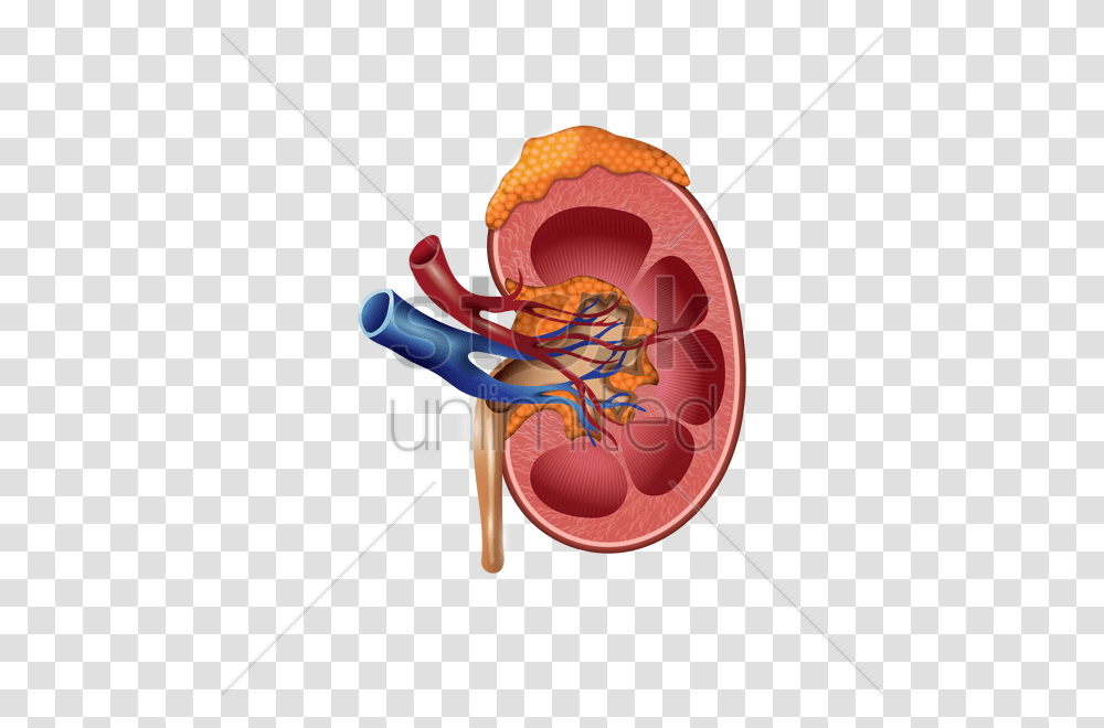 Human Kidney Vector Image, Bow, Dynamite, Bomb, Weapon Transparent Png