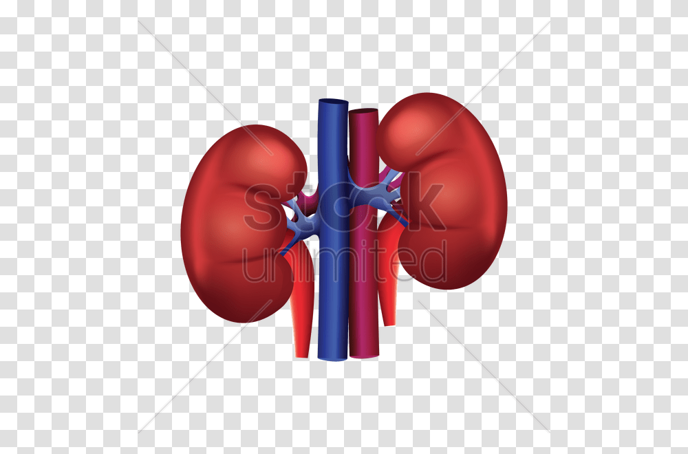 Human Kidney Vector Image, Weapon, Weaponry, Bomb, Dynamite Transparent Png