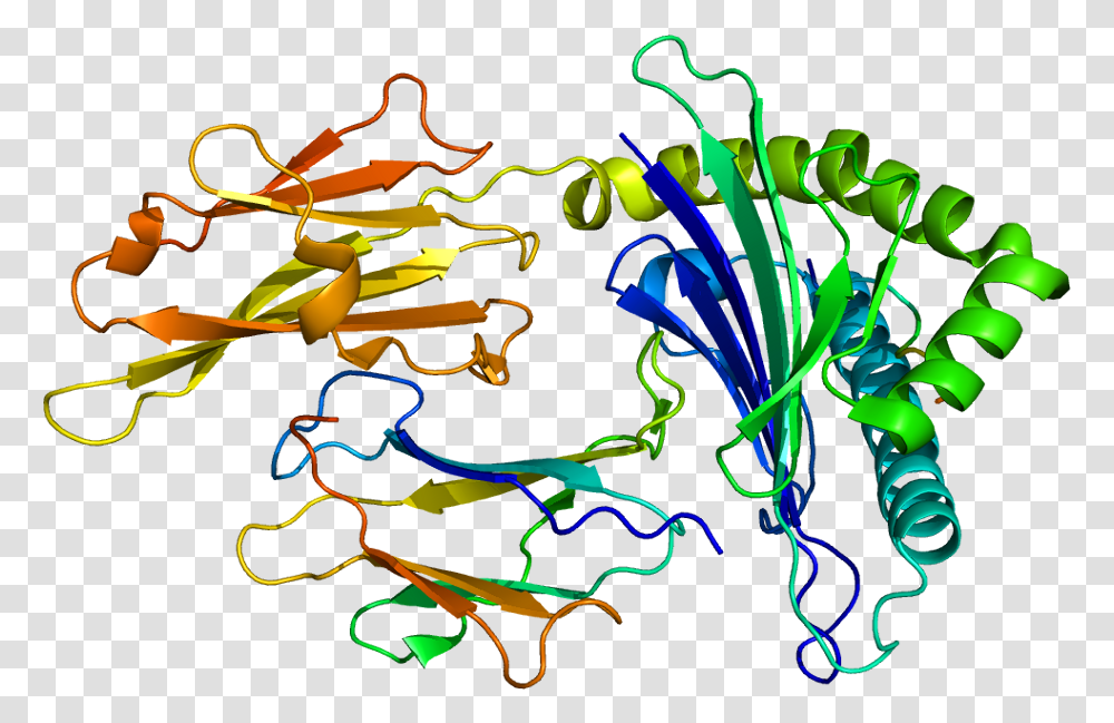 Human Leukocyte Antigen Hla Protein, Light, Neon Transparent Png
