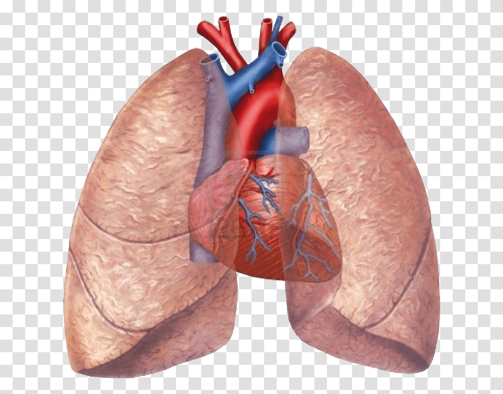 Human Lung And Heart, Animal, Tie, Cushion Transparent Png