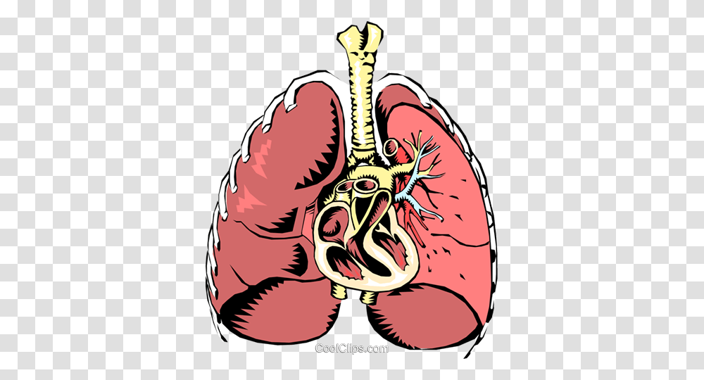 Human Lungs Royalty Free Vector Clip Art Illustration, Label, Food, Animal Transparent Png