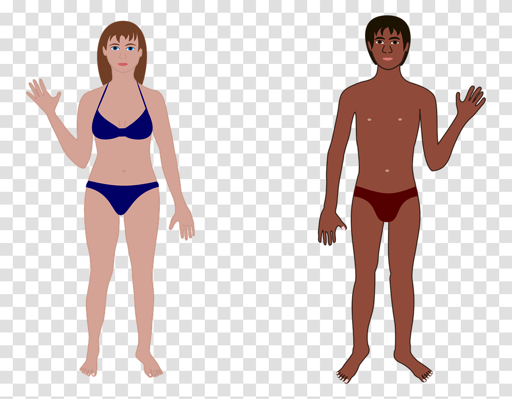 Human Man Woman Bathing Suit Swimming Anatomy Female Human Body Cartoon, Person, Plot, Shorts Transparent Png