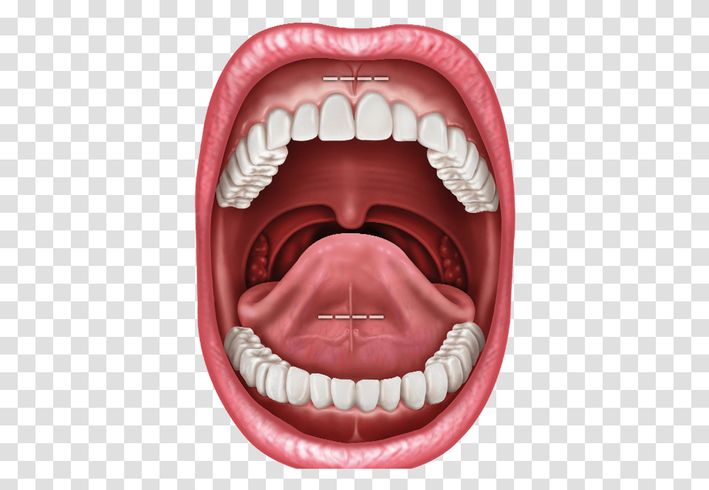 Human Mouth, Lip, Jaw, Teeth, Birthday Cake Transparent Png