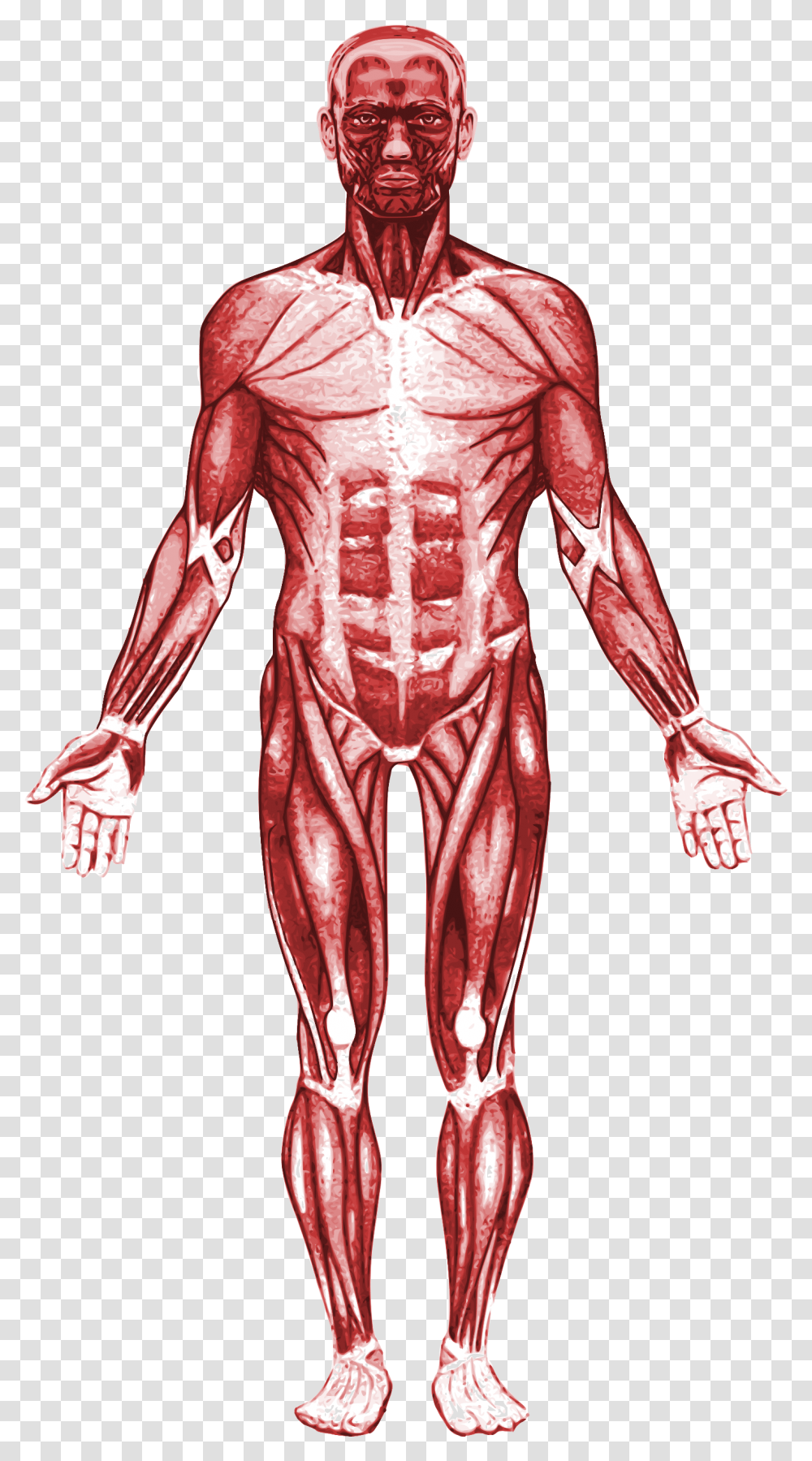 Human Muscle Anatomy, Person, Skeleton, Torso, Veins Transparent Png