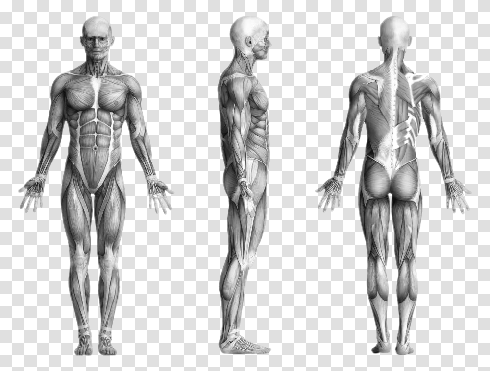 Human Muscles Human Body, Person, Torso, Alien, Skeleton Transparent Png