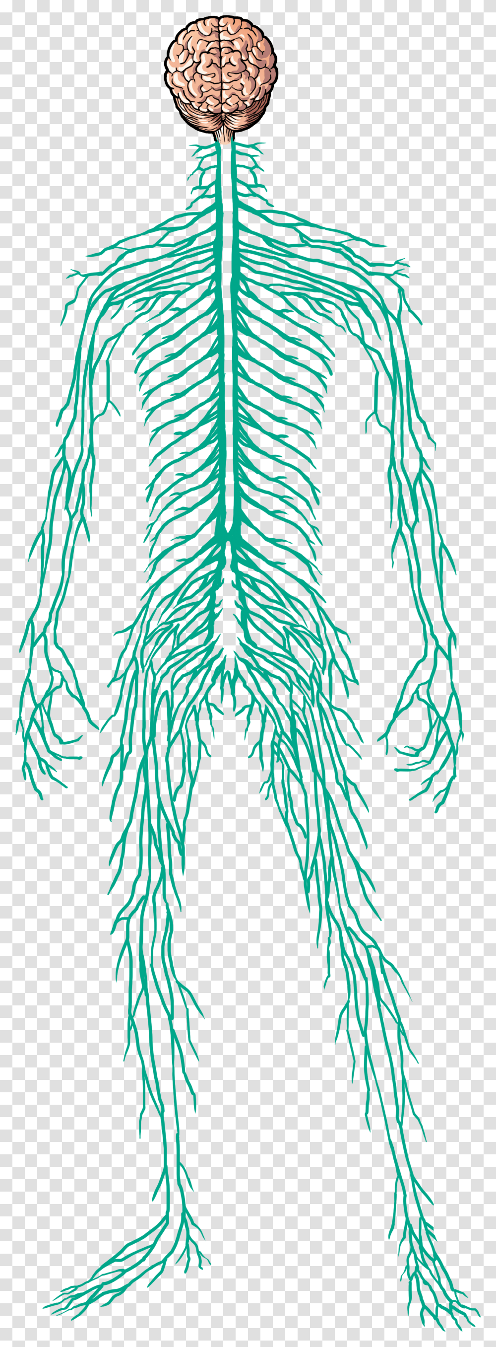 Human Nervous System, Tree, Plant, Conifer, Leaf Transparent Png