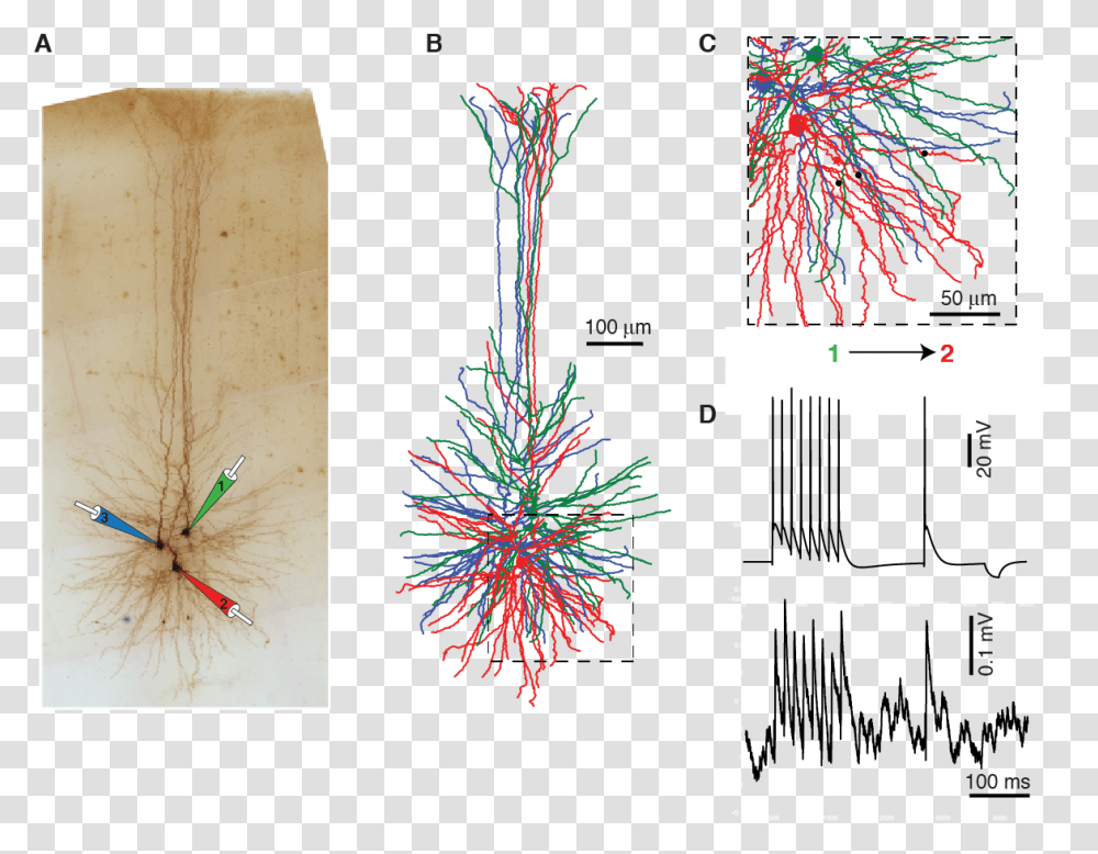 Human Neurons Diagram, Tree, Plant, Ornament, Insect Transparent Png