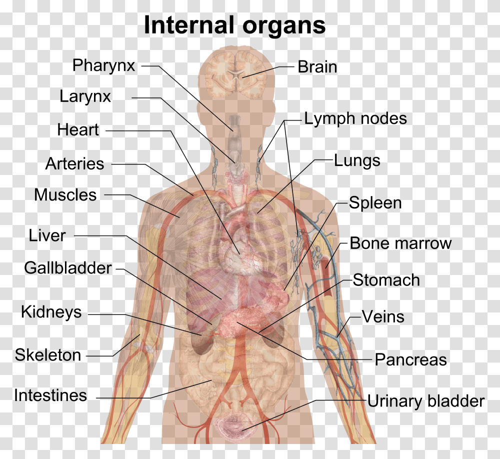 Human Organs, Person, Torso, Mannequin, Back Transparent Png