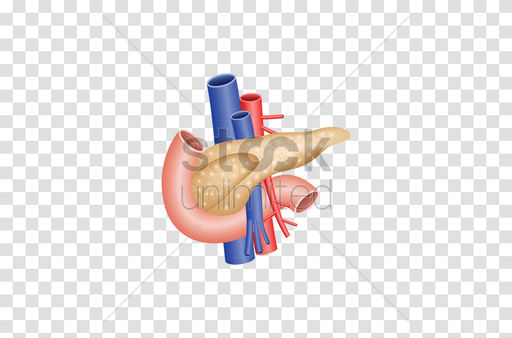 Human Pancreas Vector Image, Weapon, Dynamite, Bomb, Incense Transparent Png