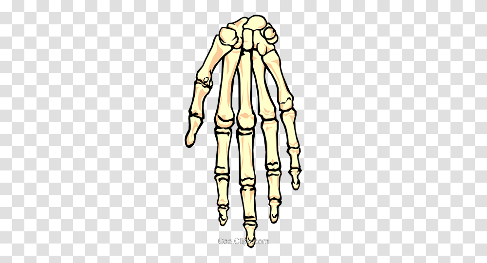 Human Skeletal Hand Royalty Free Vector Clip Art Illustration, Skeleton Transparent Png