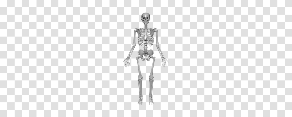 Human Skeleton Transparent Png