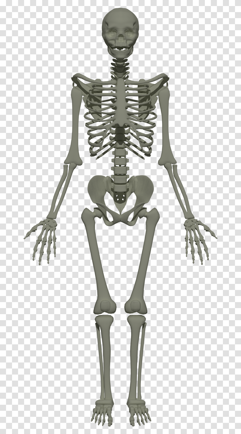 Human Skeleton Anim Transparent Png