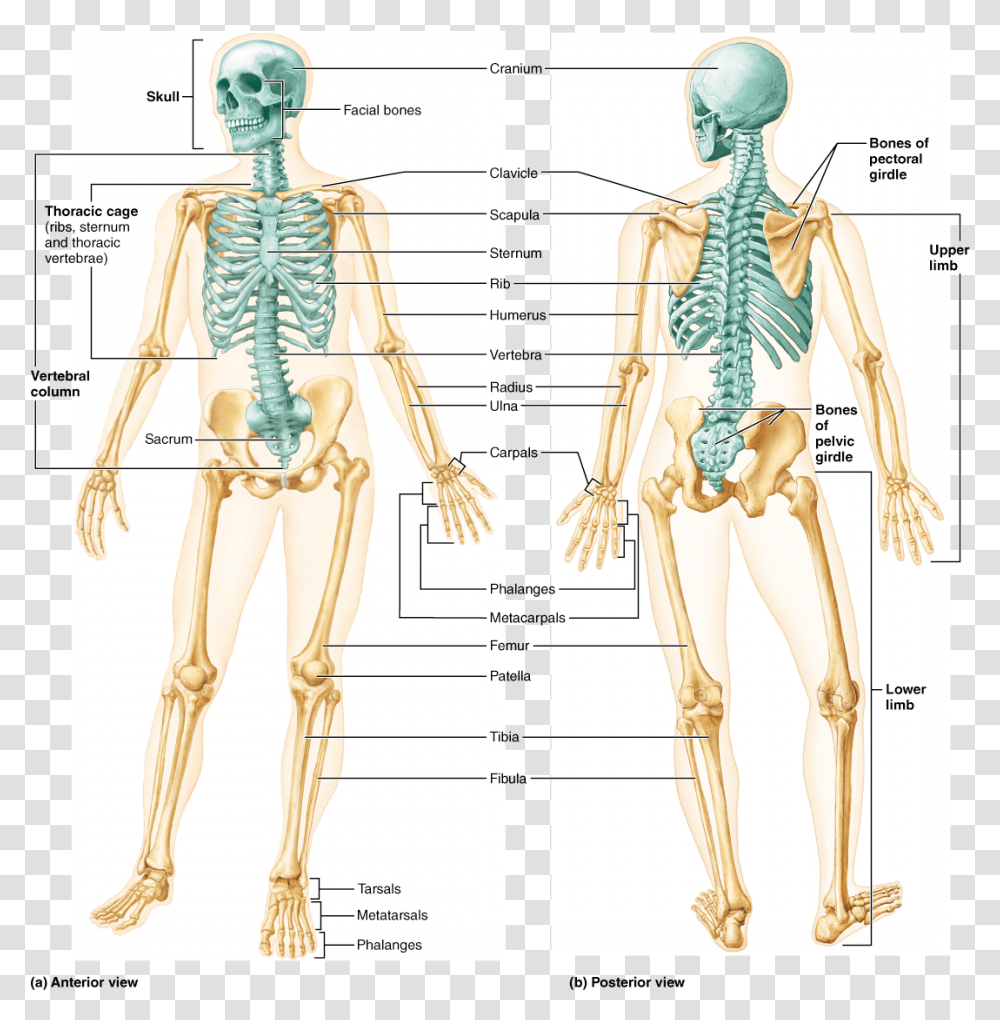 Human Skeleton Anterior And Posterior View, Person, Bow Transparent Png