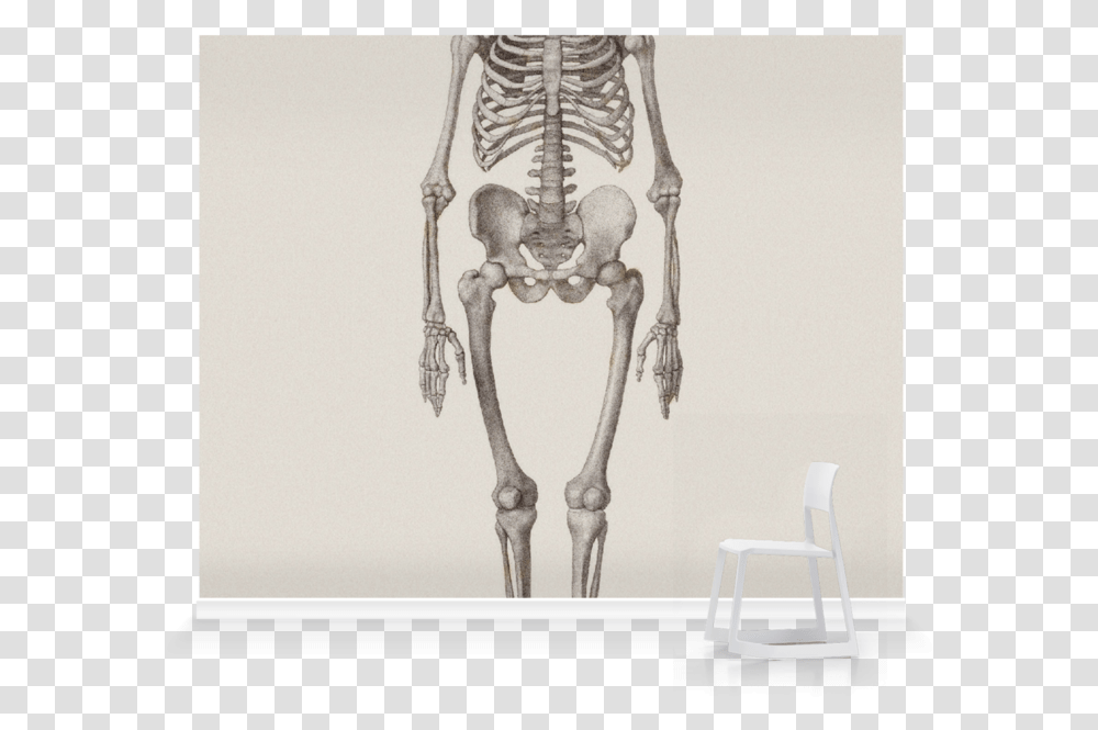 Human Skeleton Art, Chair, Furniture Transparent Png