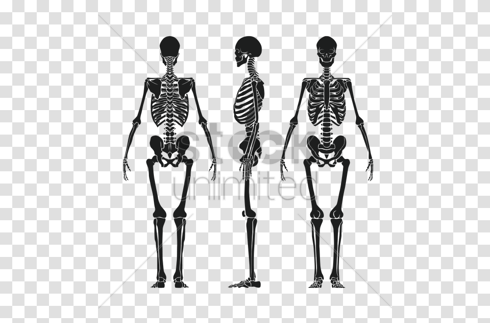 Human Skeleton Back Vector, Person, Duel, Musician, Musical Instrument Transparent Png