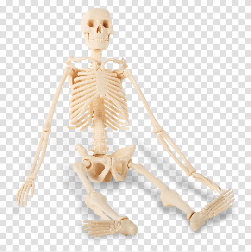 Human Skeleton Background Sitting Skeleton, Person Transparent Png
