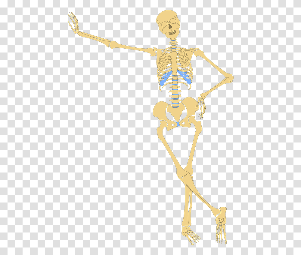 Human Skeleton Clipart Funny Skeletal System Diagram Transparent Png