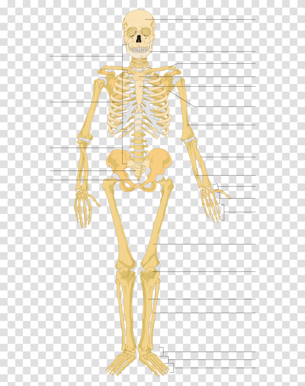 Human Skeleton Front Arrows No Labels Human Skeleton Unlabeled, Person Transparent Png
