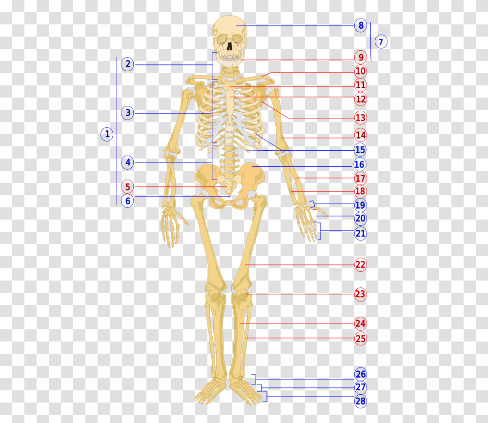 Human Skeleton Front Numbered Unlabeled Human Skeleton, Person, Poster, Advertisement Transparent Png