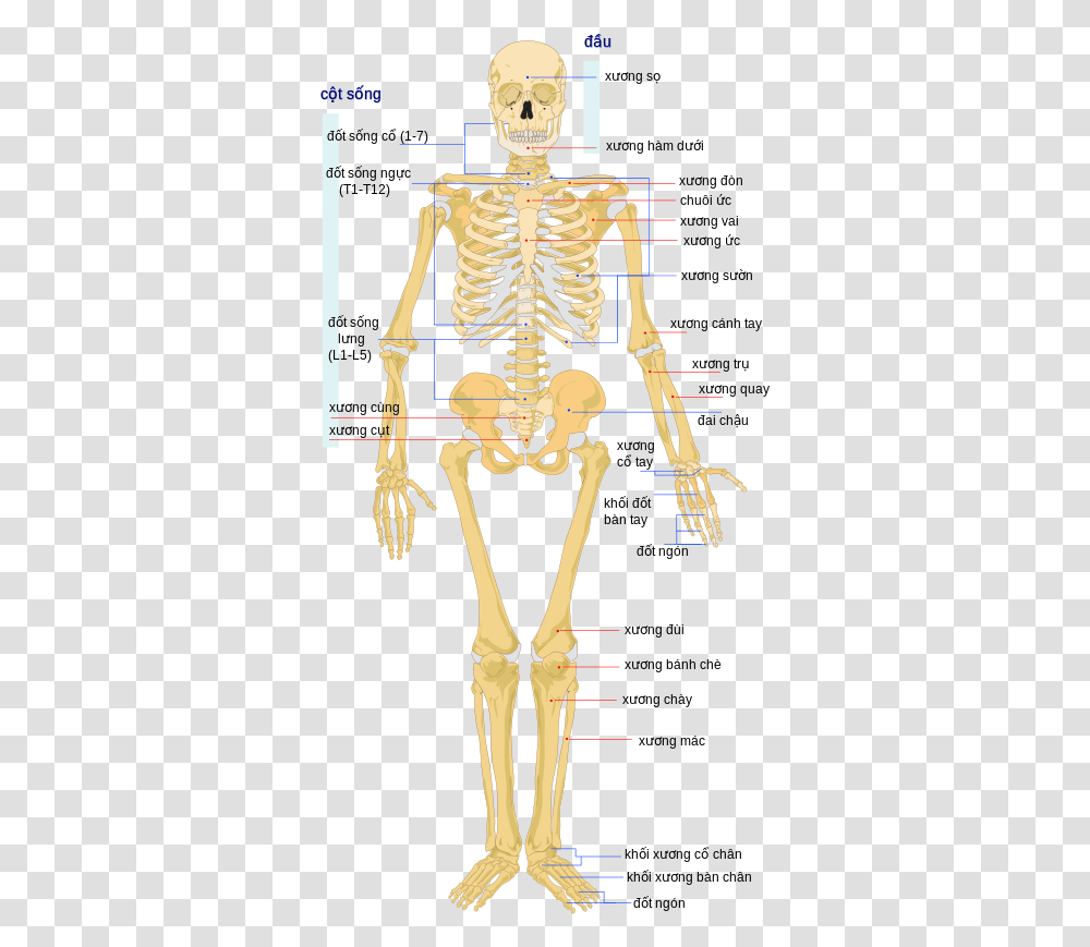 Human Skeleton Front Vi Human Skeleton, Person Transparent Png
