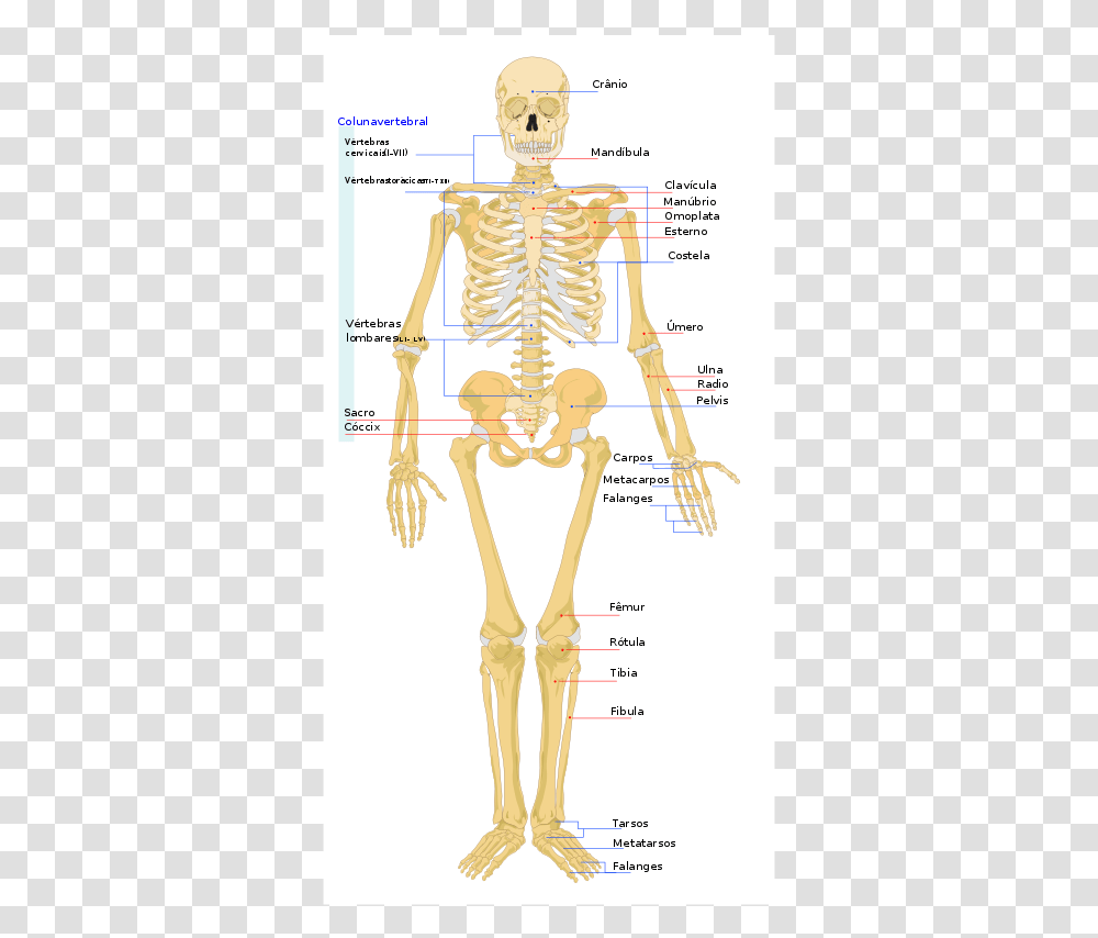 Human Skeleton Human Skeleton Transparent Png