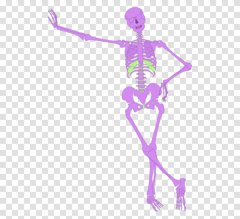 Human Skeleton Outline Human Skeleton Transparent Png