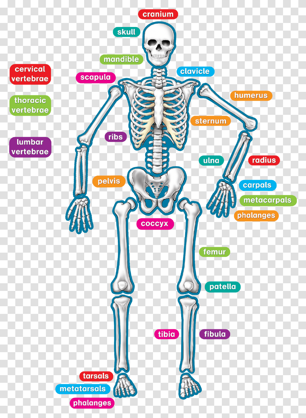 Human Skeleton, Person Transparent Png