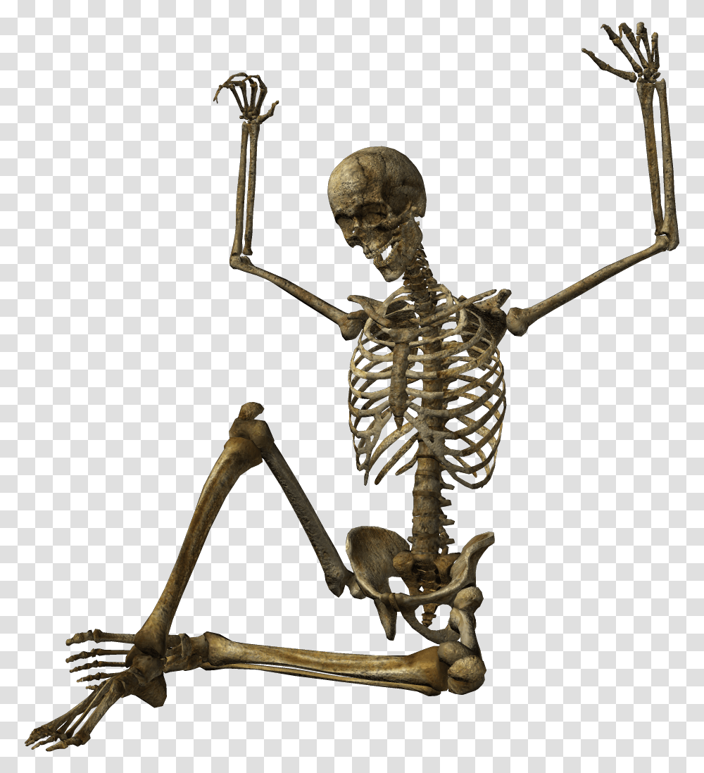 Human Skeleton Skull Skeleton Photo High Quality, Spider, Invertebrate, Animal, Arachnid Transparent Png