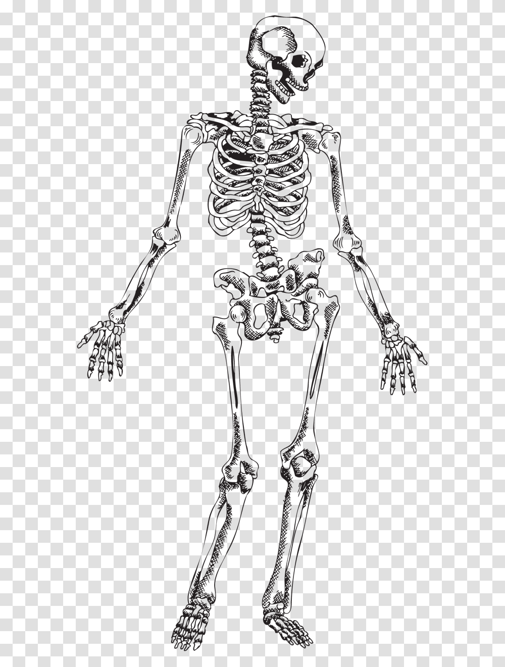 Human Skeleton Skull Skeleton Vector, Logo, First Aid, Cross Transparent Png