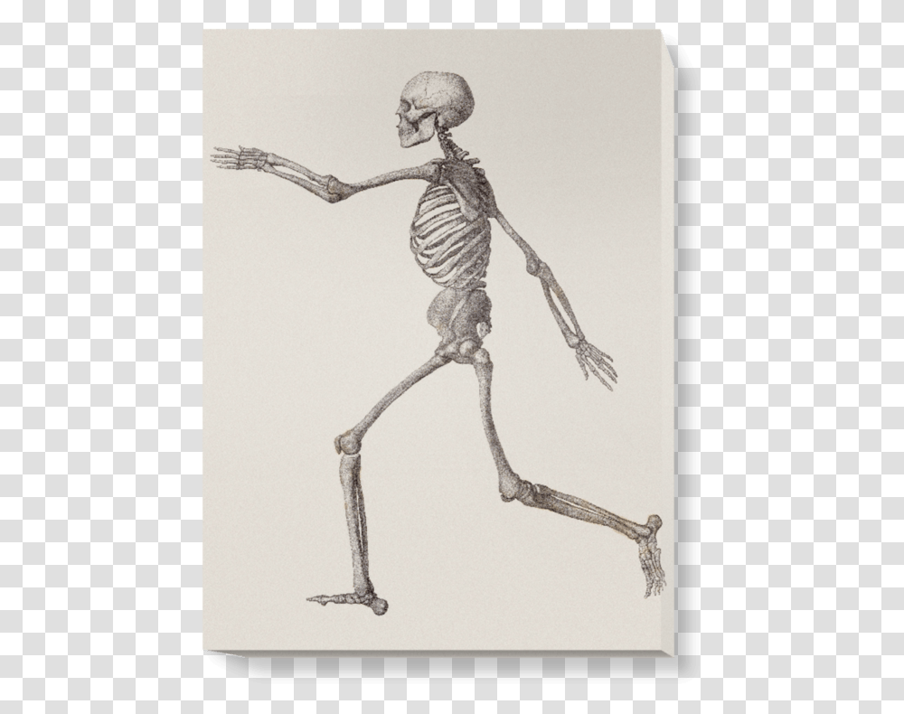 Human Skeleton, Spider, Invertebrate, Animal, Arachnid Transparent Png