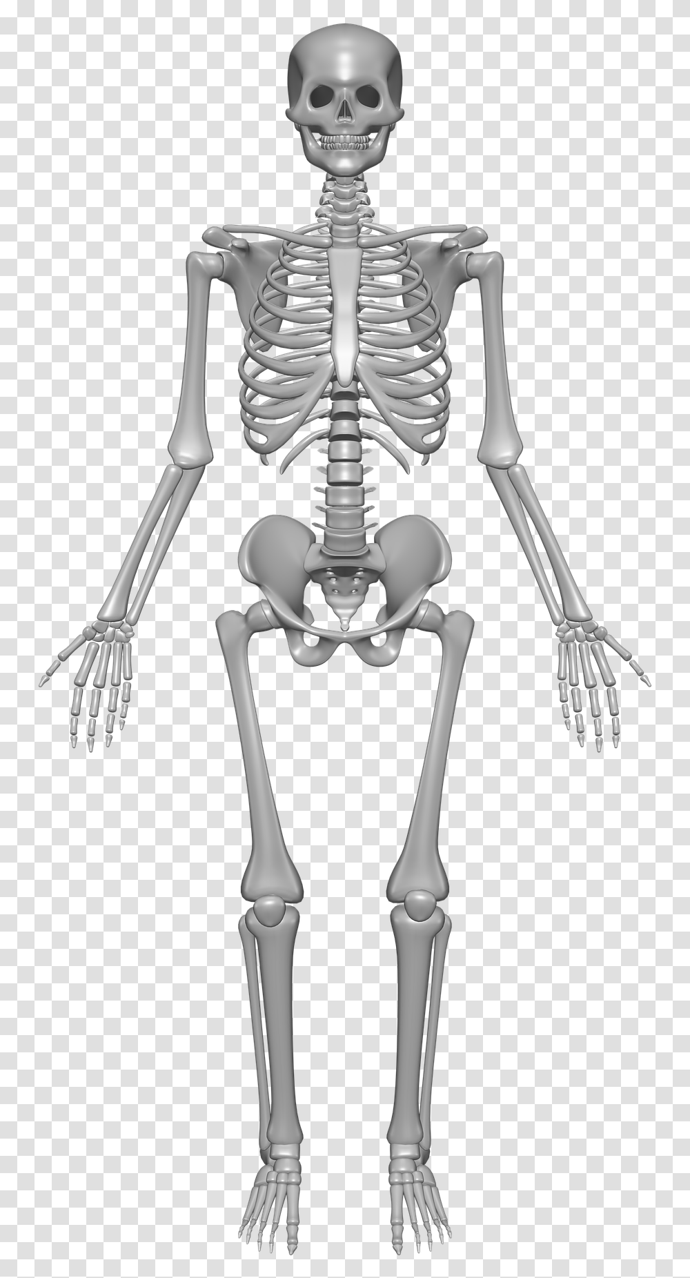 Human Skeleton Transparent Png