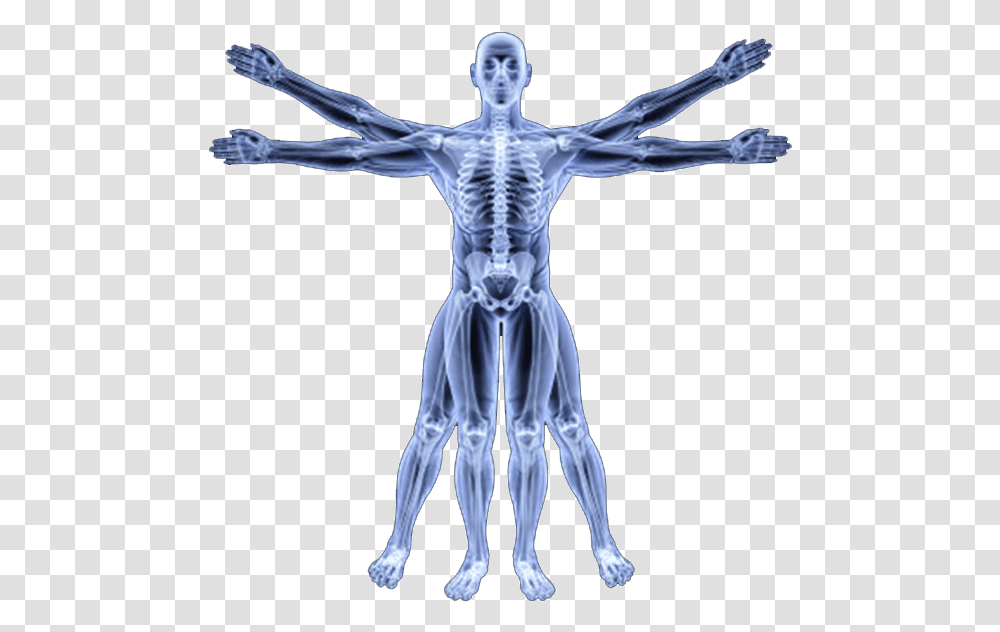 Human Skeleton Vitruvian Man Skeleton, X-Ray, Ct Scan, Medical Imaging X-Ray Film, Person Transparent Png