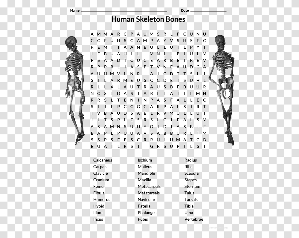 Human Skeleton Wordsearch Xbox Word Search, Person, Silhouette, Outdoors, Leisure Activities Transparent Png