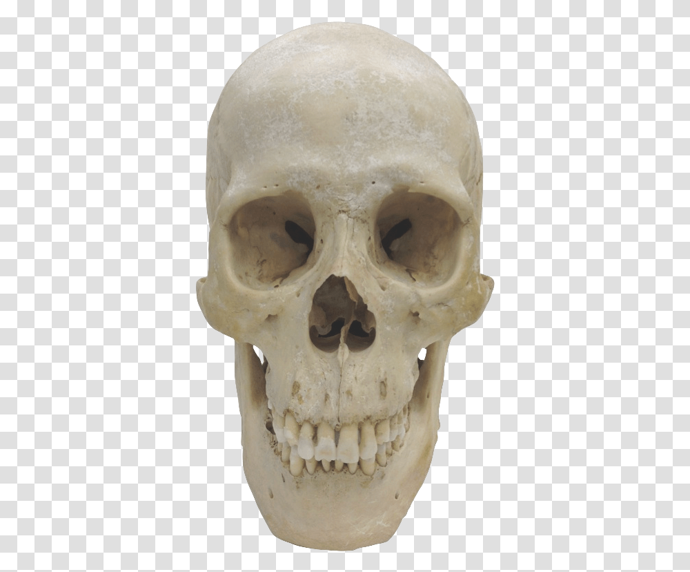 Human Skull Homo Sapiens Skull, Jaw, Head, Skeleton, Teeth Transparent Png