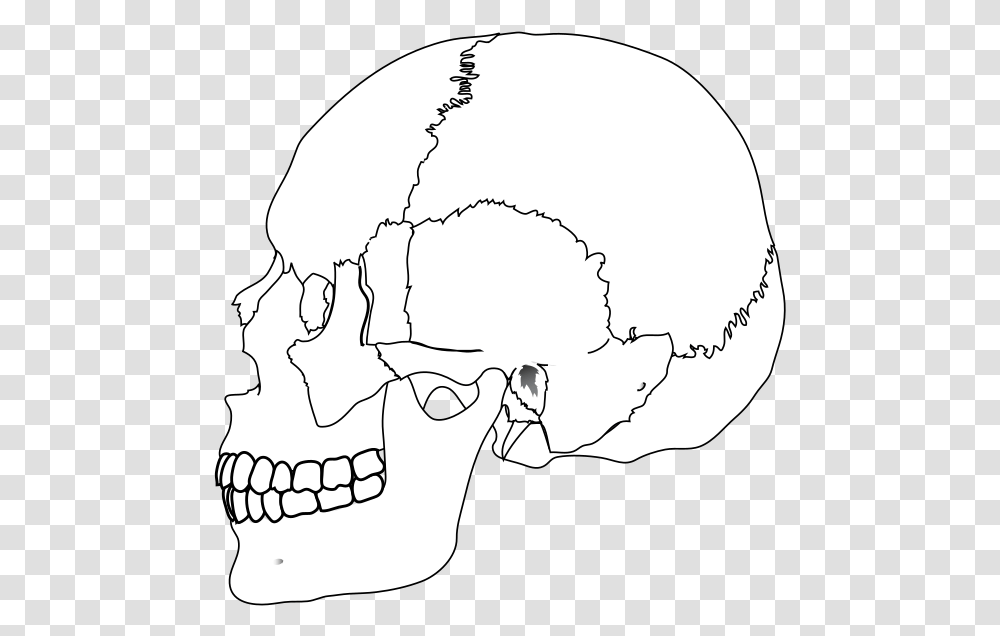 Human Skull, Jaw, Teeth, Mouth, Head Transparent Png