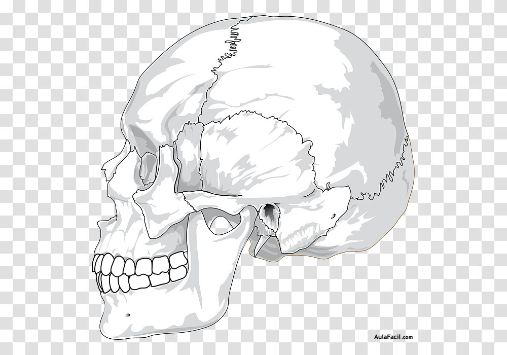 Human Skull Side View, Drawing, Helmet Transparent Png
