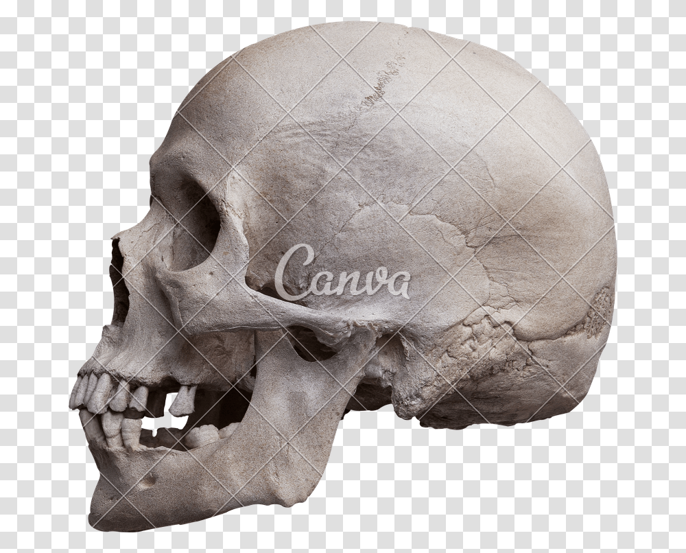 Human Skull Side View Human Skull Left Side, Skeleton, Helmet, Apparel Transparent Png