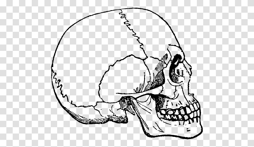 Human Skulls And Skeleton Ludska Lebka, Outer Space, Astronomy, Universe, Planet Transparent Png