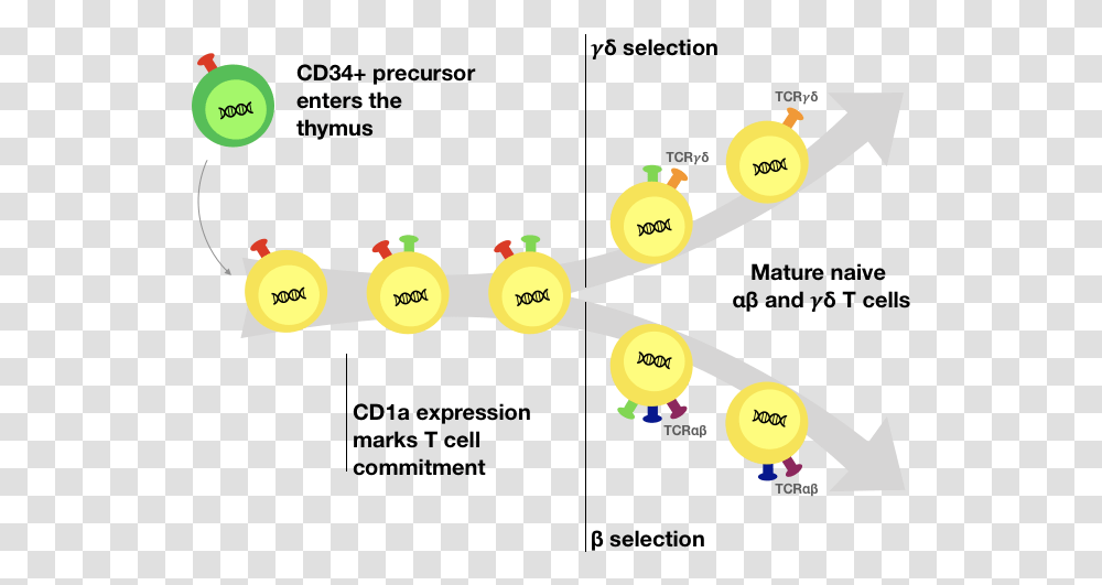 Human T Cell Development, Pac Man Transparent Png