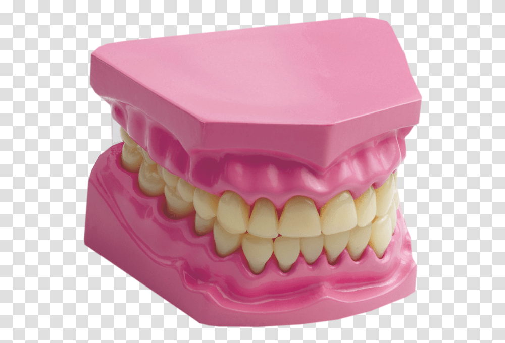 Human Teeth Science Edu Toys Giant Dental Care Model, Jaw, Mouth, Lip, Birthday Cake Transparent Png