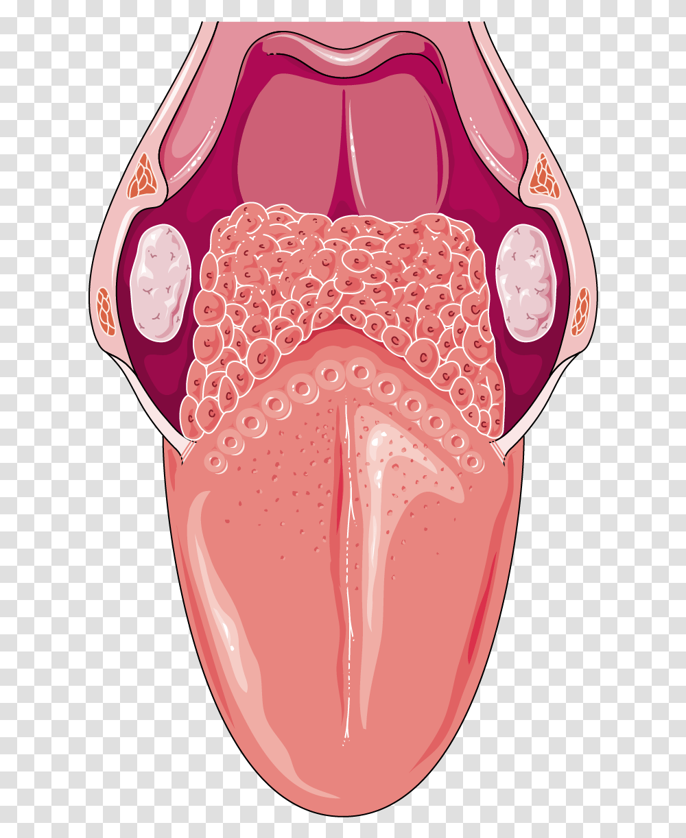 Human Tongue Picture Does The Whole Tongue Look Like, Clothing, Mouth, Jaw, Skin Transparent Png