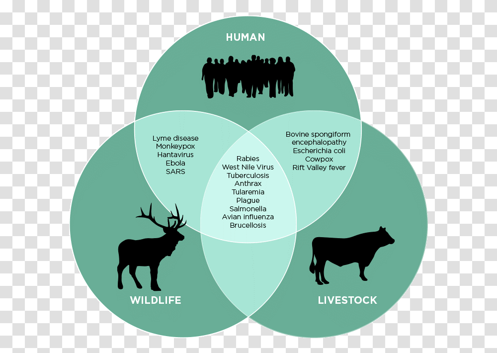 Human Wildelife Zoonosis, Elk, Deer, Wildlife, Mammal Transparent Png