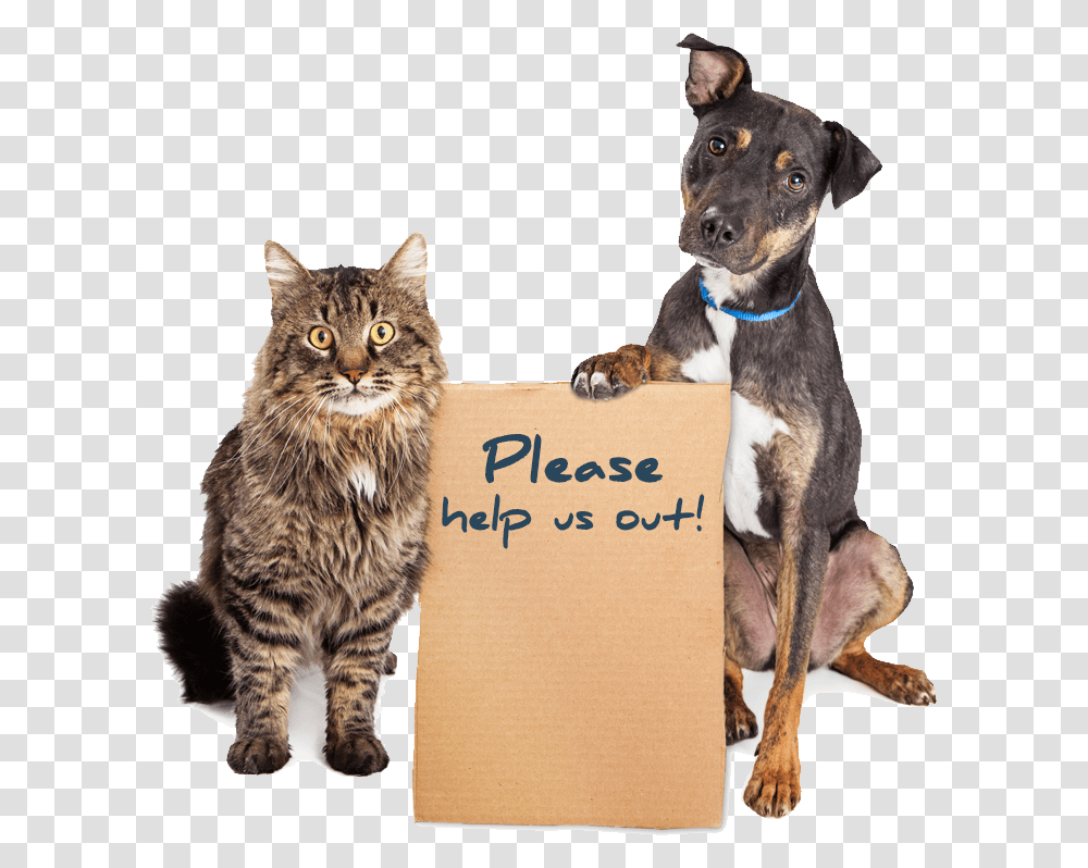 Humane Society Dogs And Cats, Pet, Canine, Animal, Mammal Transparent Png