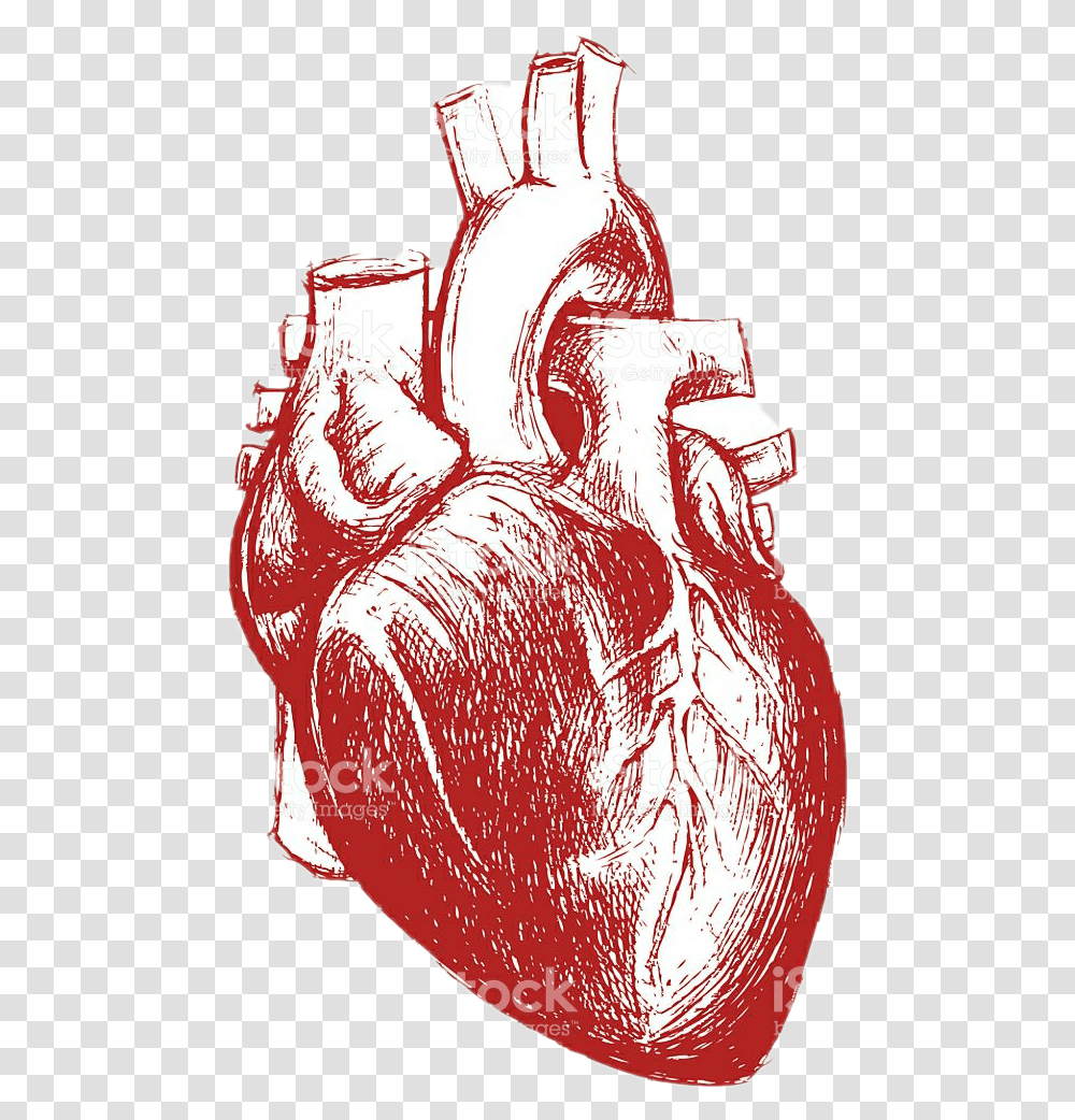 Humanheart Red Aesthetic Tumblr Anatomical Heart Heart Human For Drawing, Hand, Beverage, Bag, Bottle Transparent Png