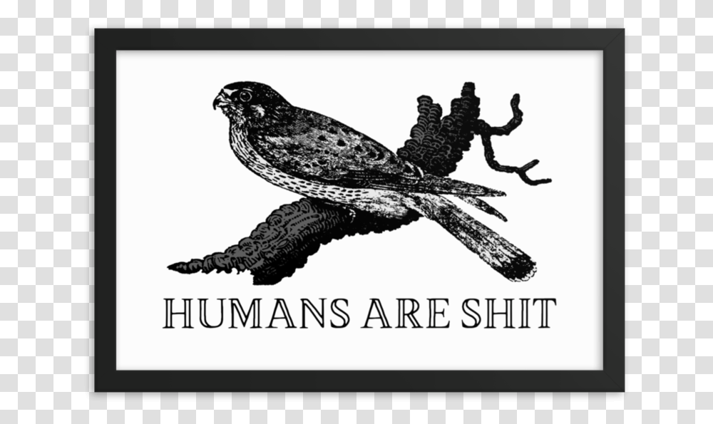 Humans Are Shit Framed PrintSrcset Data Effin Birds, Eagle, Animal, Hawk, Buzzard Transparent Png