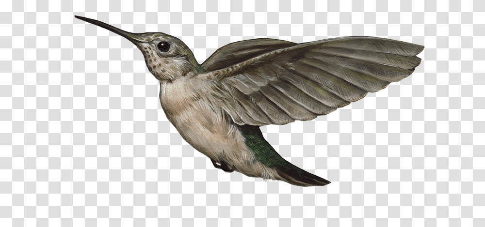 Humming Bird, Animal, Bee Eater, Swallow, Flying Transparent Png