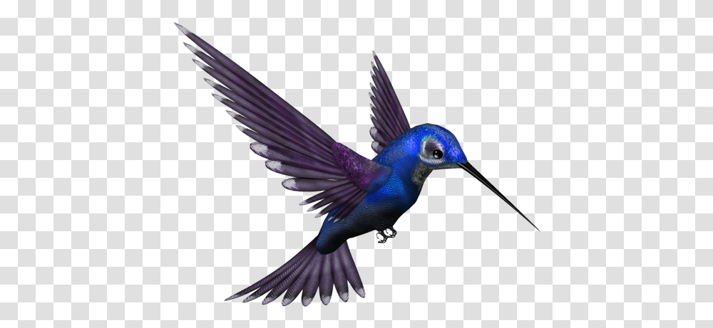 Humming Bird, Animal, Bluebird, Jay, Blue Jay Transparent Png