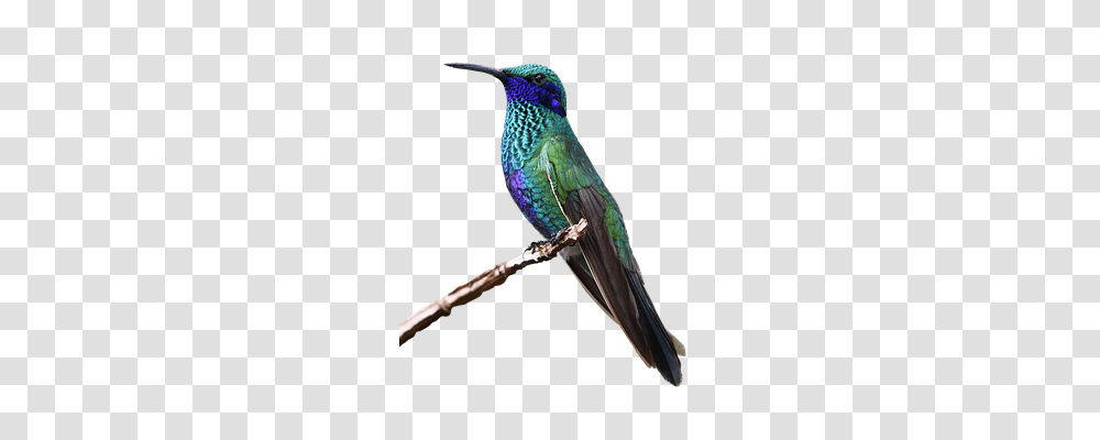 Hummingbird Nature, Animal, Bee Eater Transparent Png