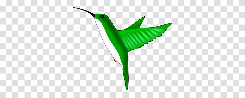 Hummingbird Animals Transparent Png